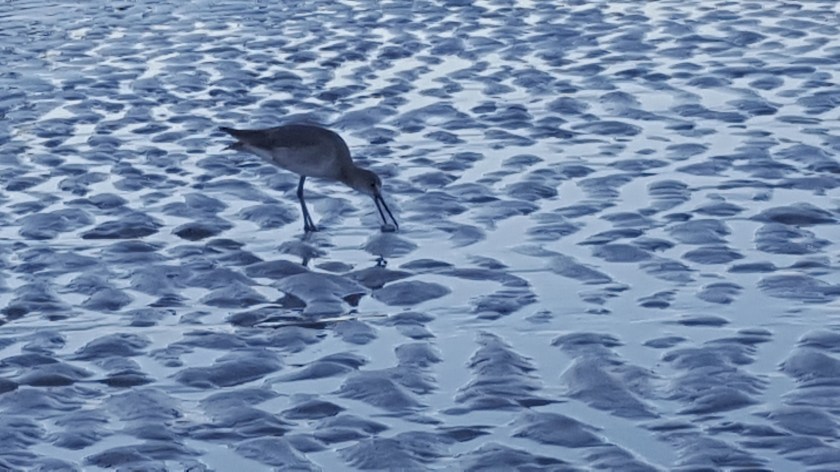 Morning food, bird on beach