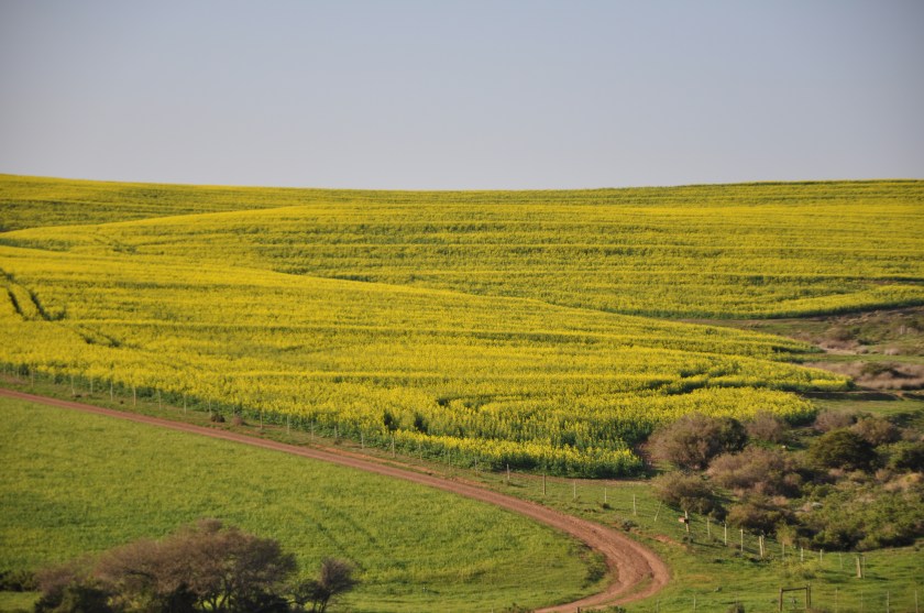 S Africa, road along gold field