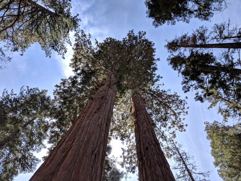 Sequoias, looking skyward
