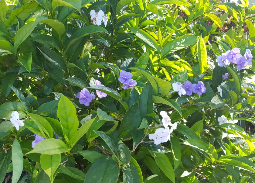 Yesterday, today, tomorrow plant