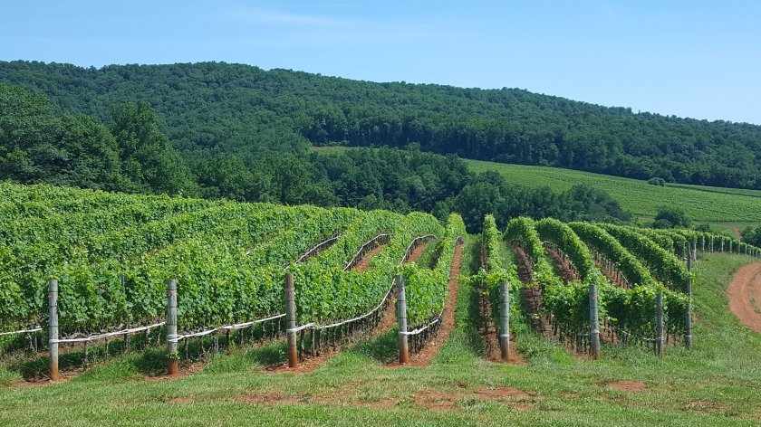 Albemarle Estate vineyard, Charlottesville