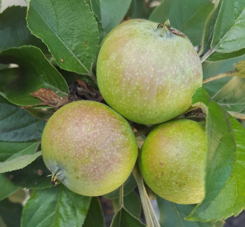Fruit at Albemarle Estate, Virginia