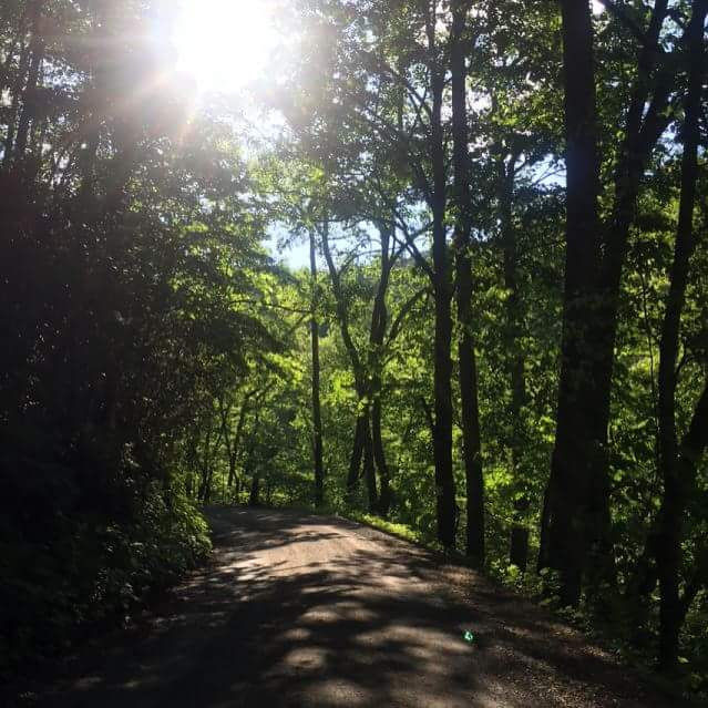 Road in woods with sunlighto