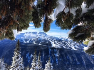 Whistler, Canada, snowy mts beyond trees