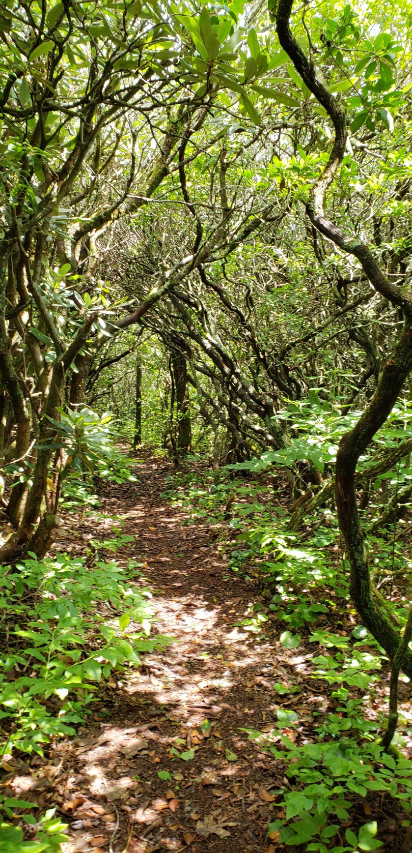 Wooded mountain path, Highlands