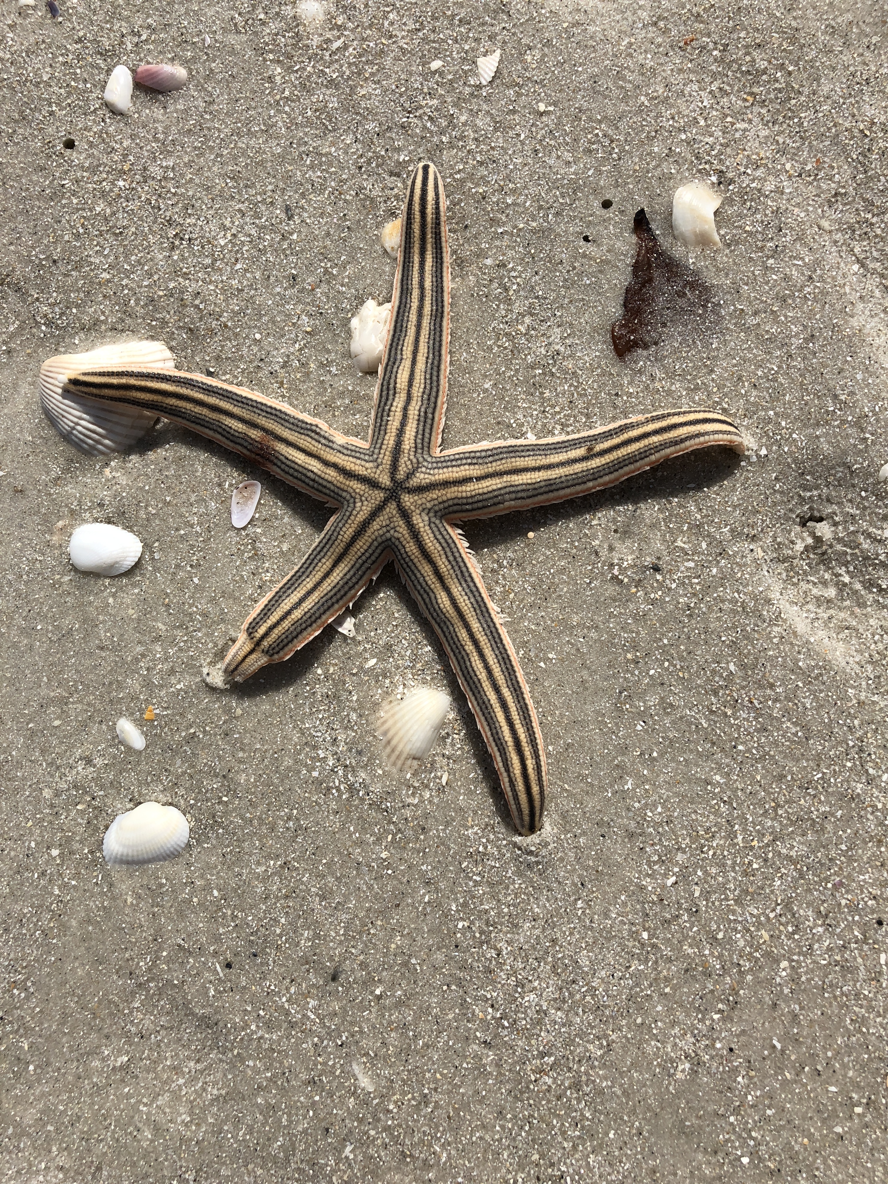 Starfish w regenerating leg.JPG