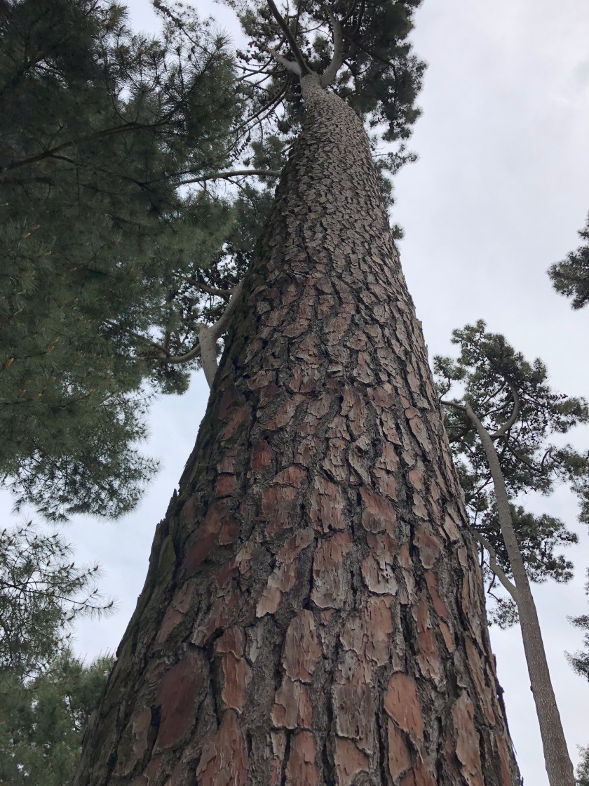 Redwood, Christchurch Botanical Gardens, NZ