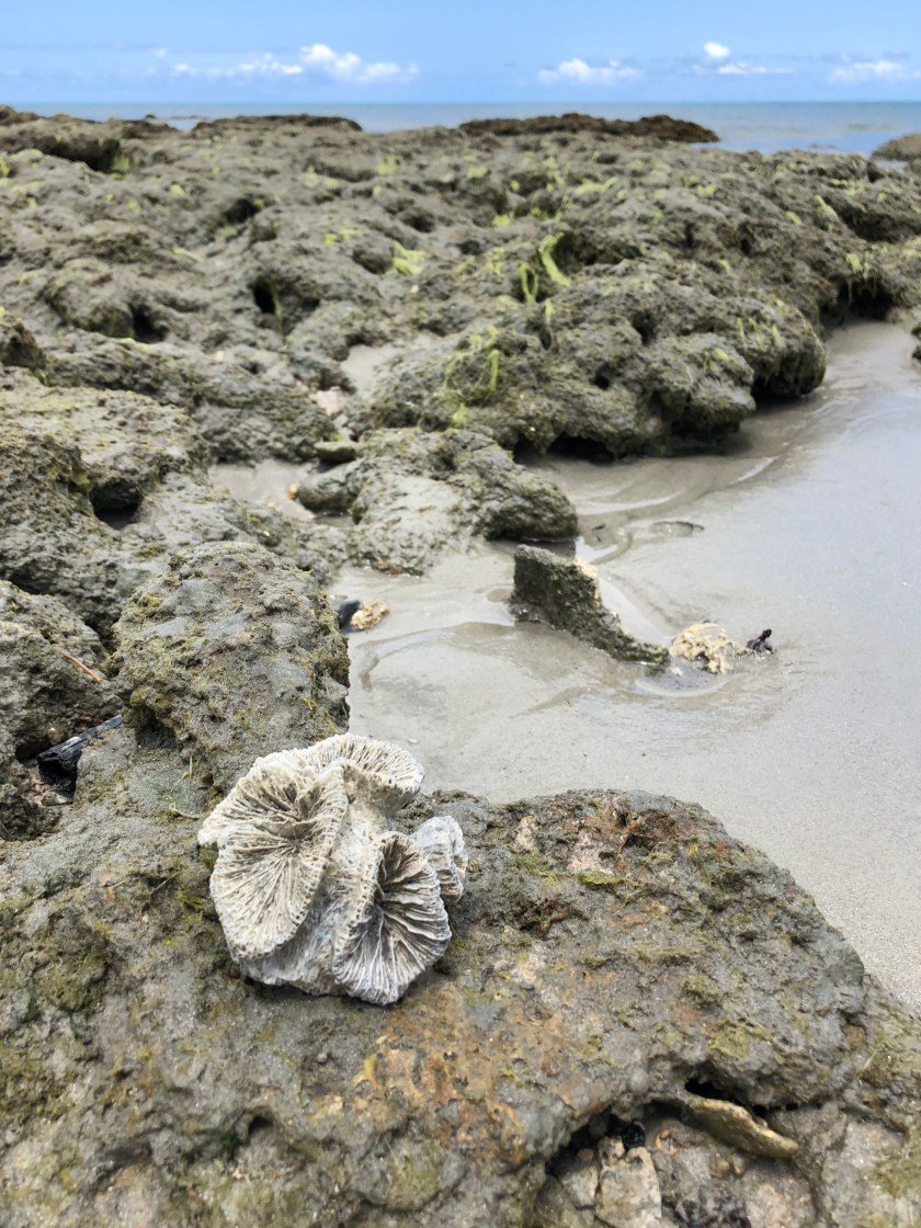 Coral at Queensland beach, Australia 2