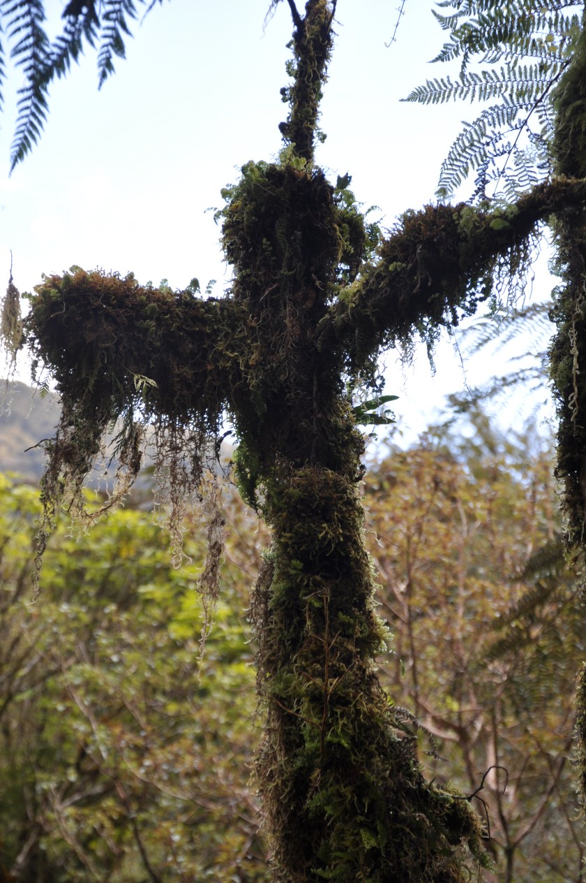 Cross tree w moss, Canadian Rockies