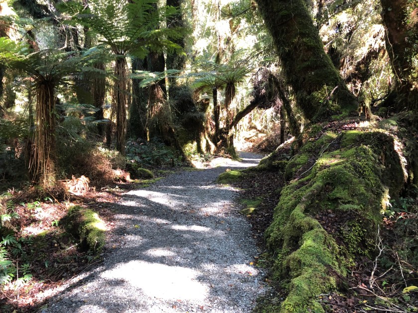 Pathway 2, rain forest, W Coast NZ