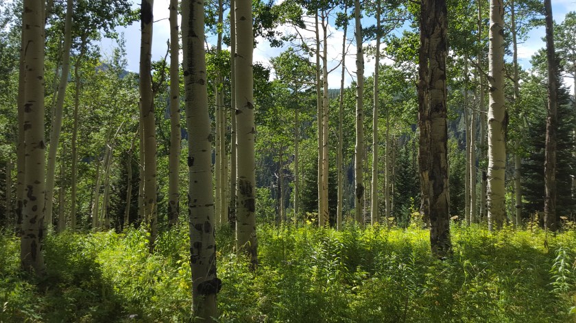 aspens with green, in sunlight, co
