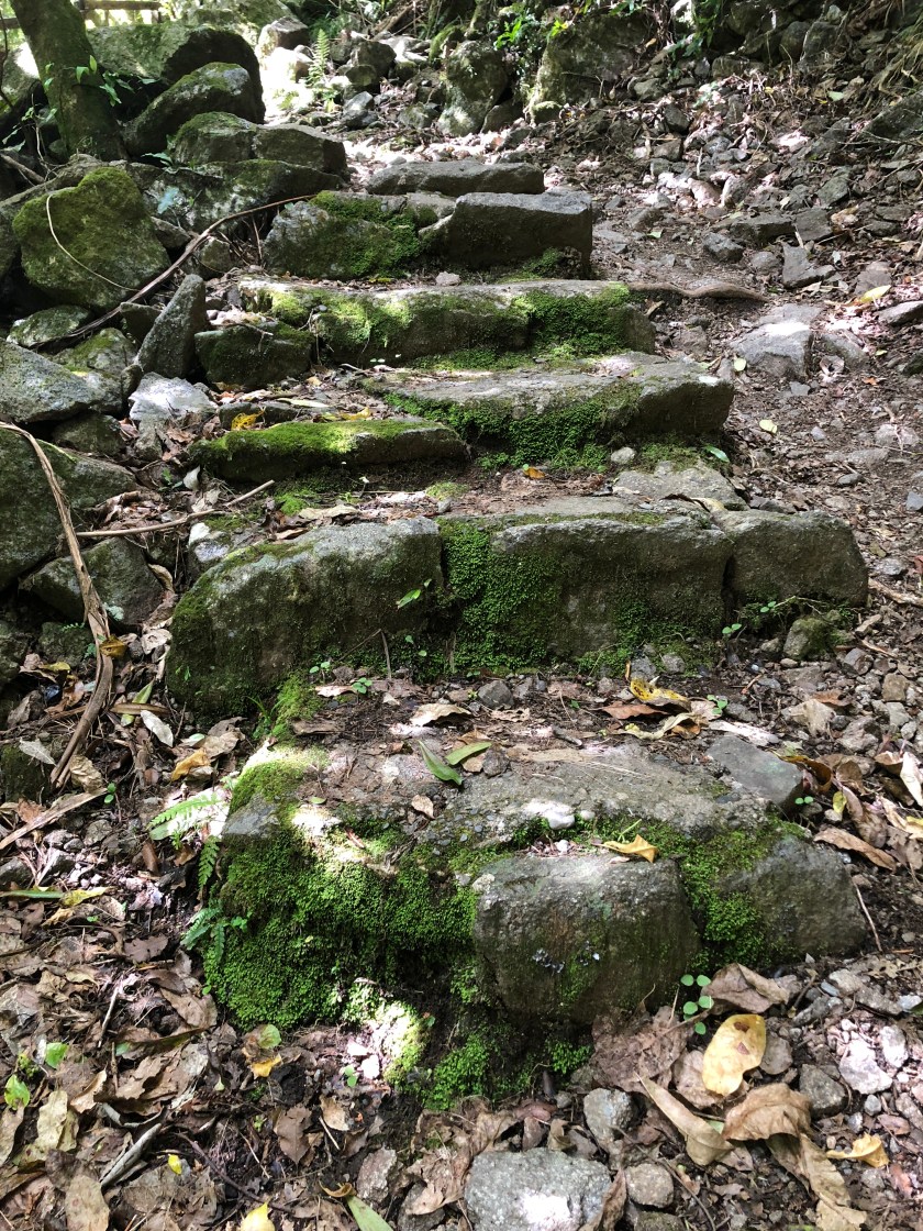 path up mossy steps, nz