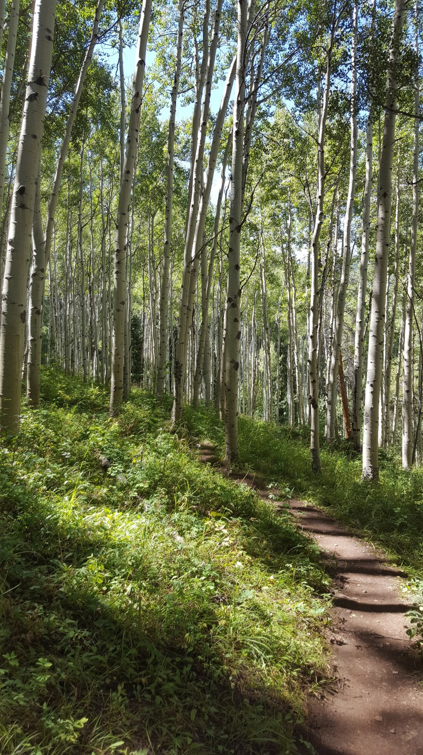 Path in Aspen forest, Beaver Creek, CO vertical