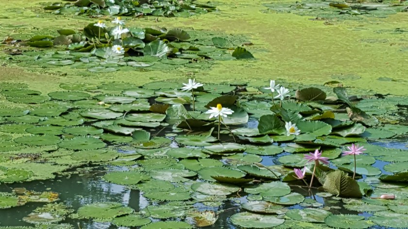 Lily pads, ruffly, SIngapore Botanical Garden