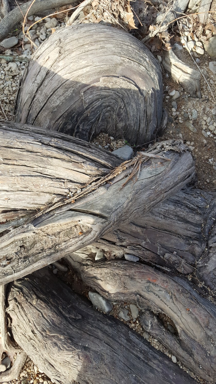McKinney Falls knotted tree roots