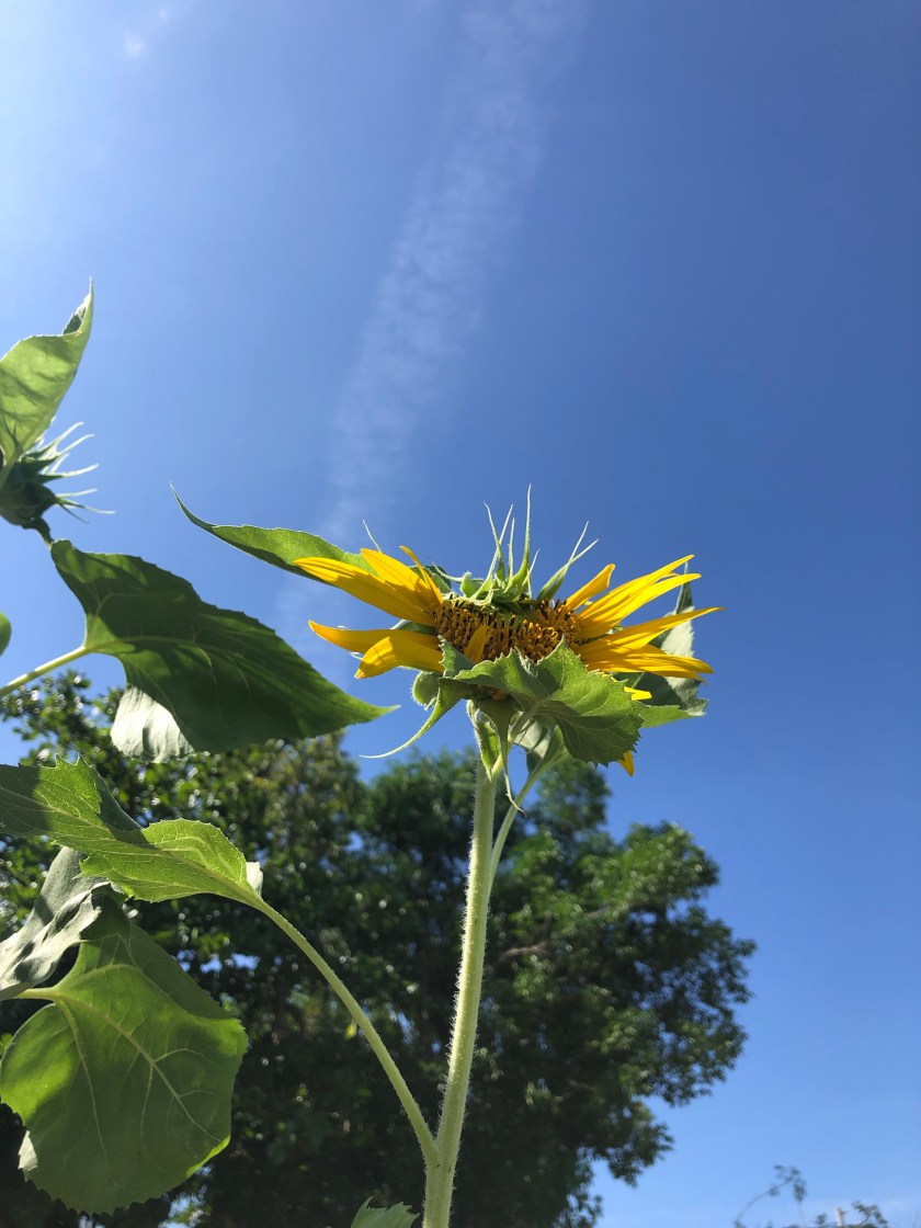 JOaolRmZSt+mvzUisA9OEA