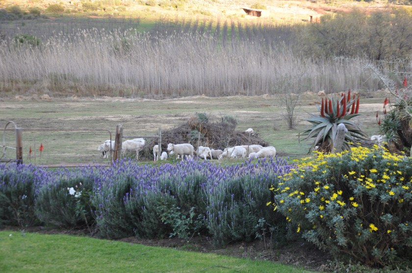 S Africa, lavender and sheep