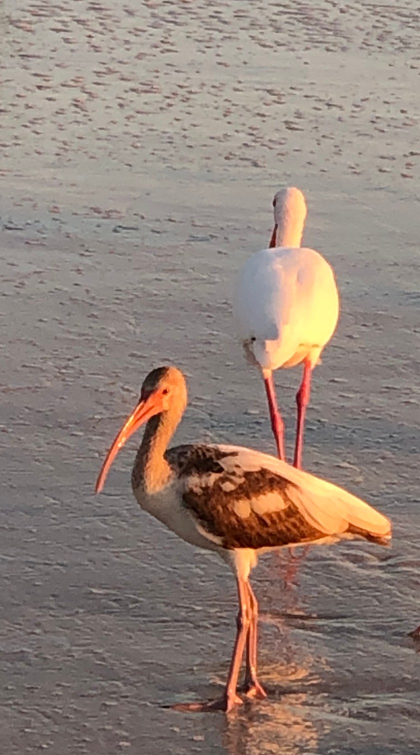 2 distinct birds on sand