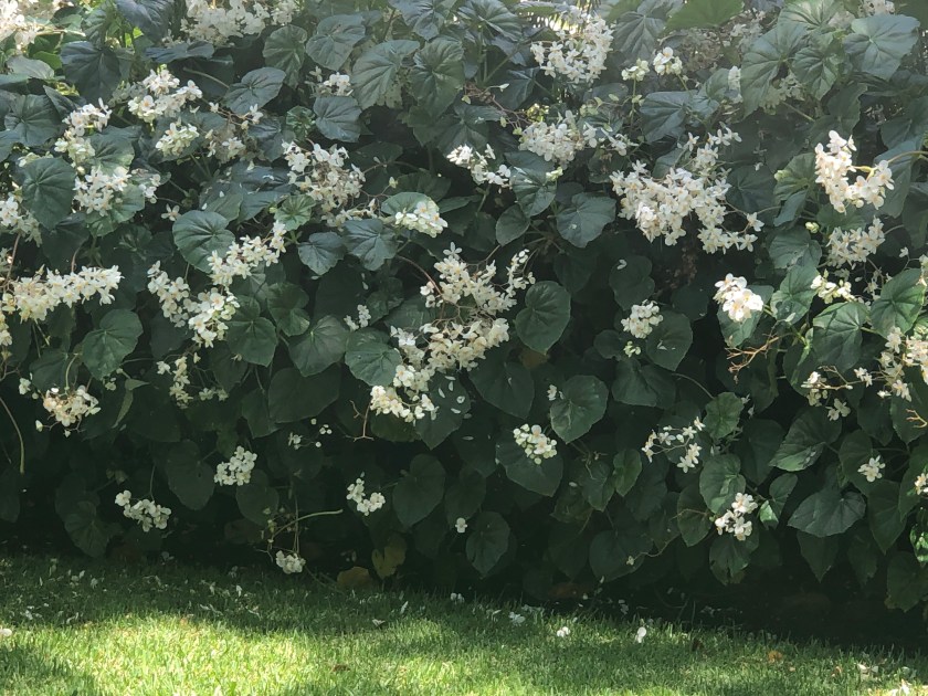 faa8vEaJSKCLhqpSzUbeLQ