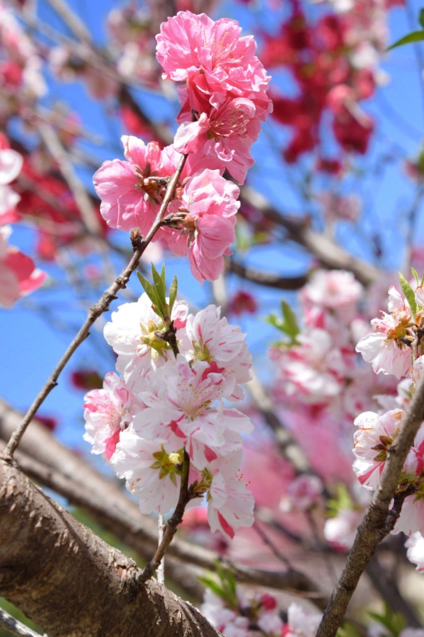 Pink:white blossoms against blue sky close-up, Nagiso-Machi, Japan (A.T.)