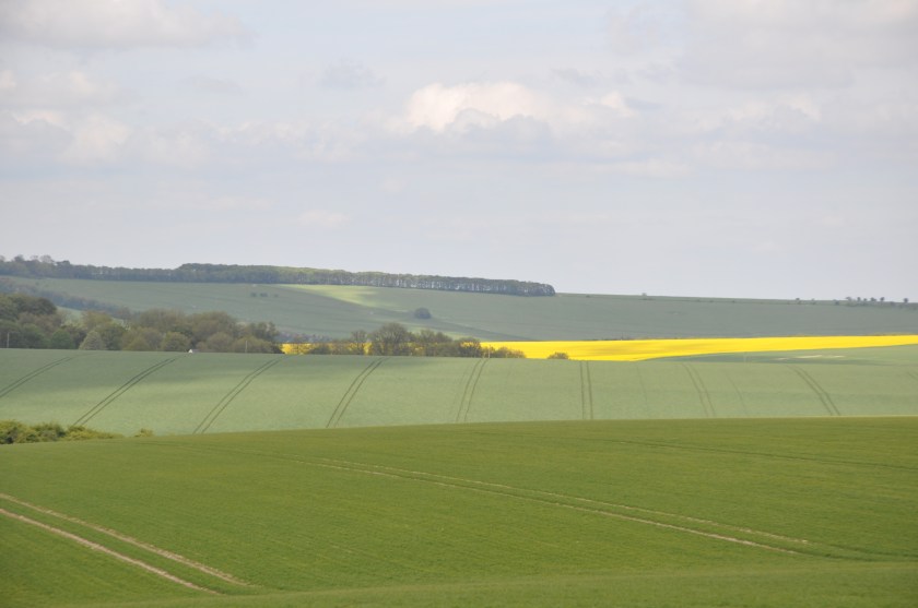 S Africa soft green, yellow fields w lines