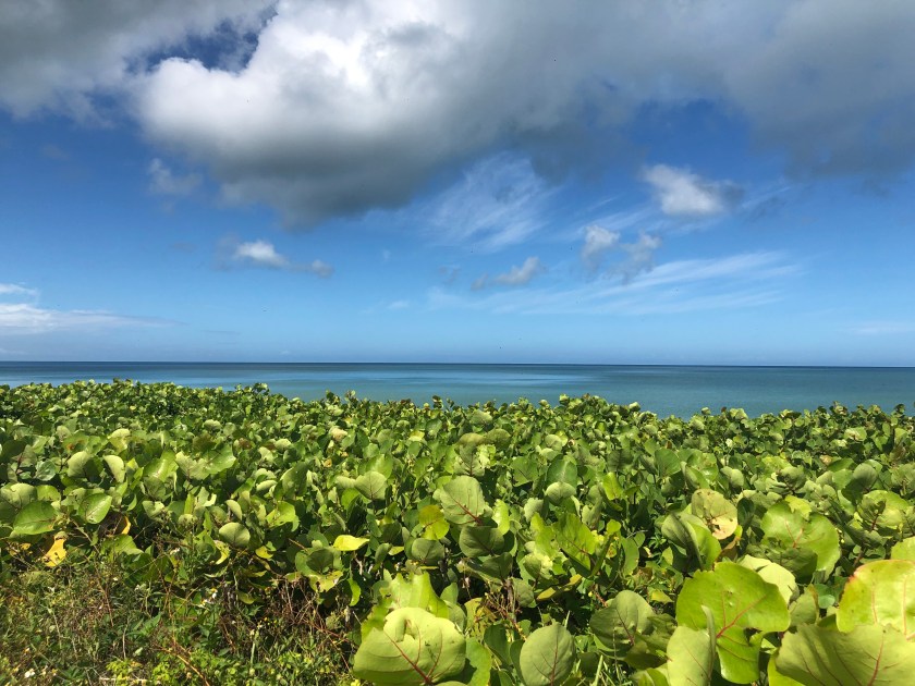 Peaceful Gulf behind sea grapes