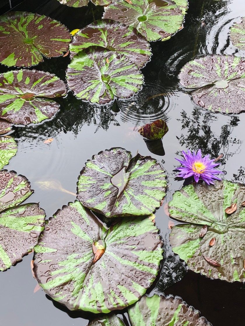 ZOa1hvIVSp+mKuaLZ7kKHA