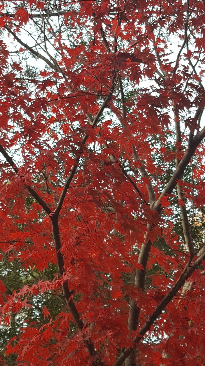 Red japanese maple
