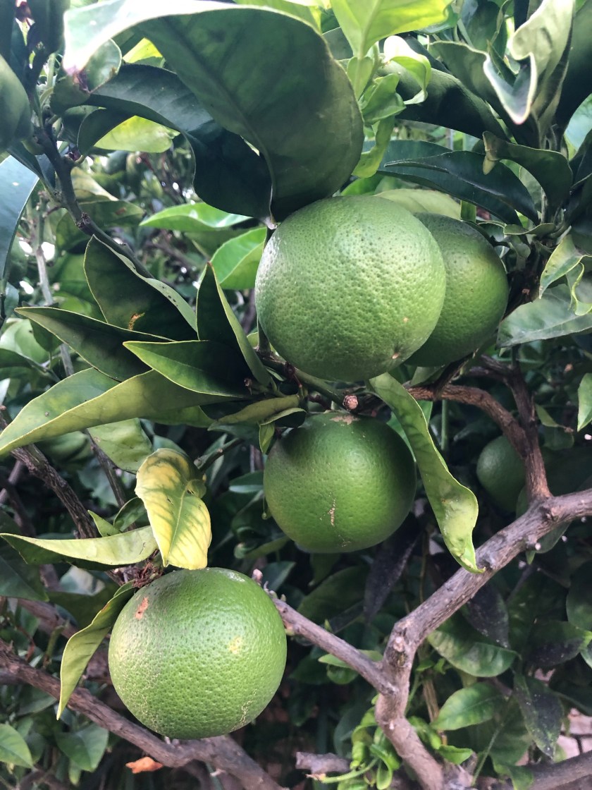 e57tSUl+SYGOzCQn843Ivg