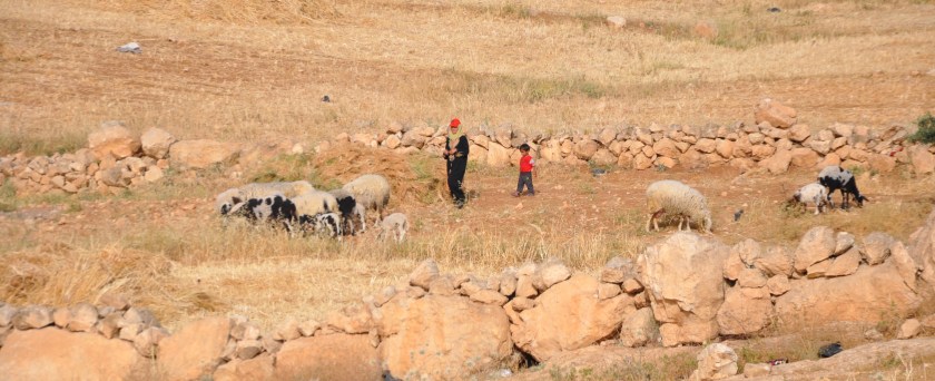 Shepherdess w sheep, children 2, Israel
