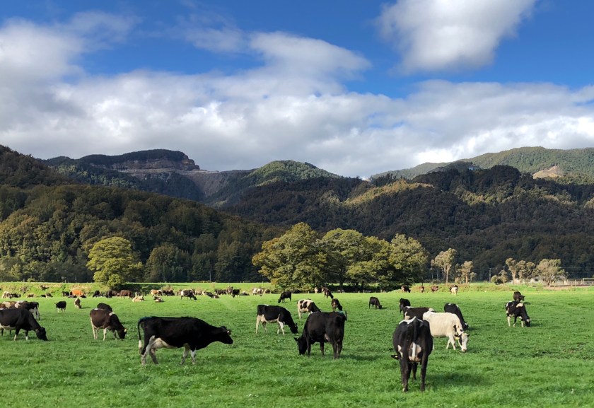 Cows in field w mountains, Blacks Point, New Zealand