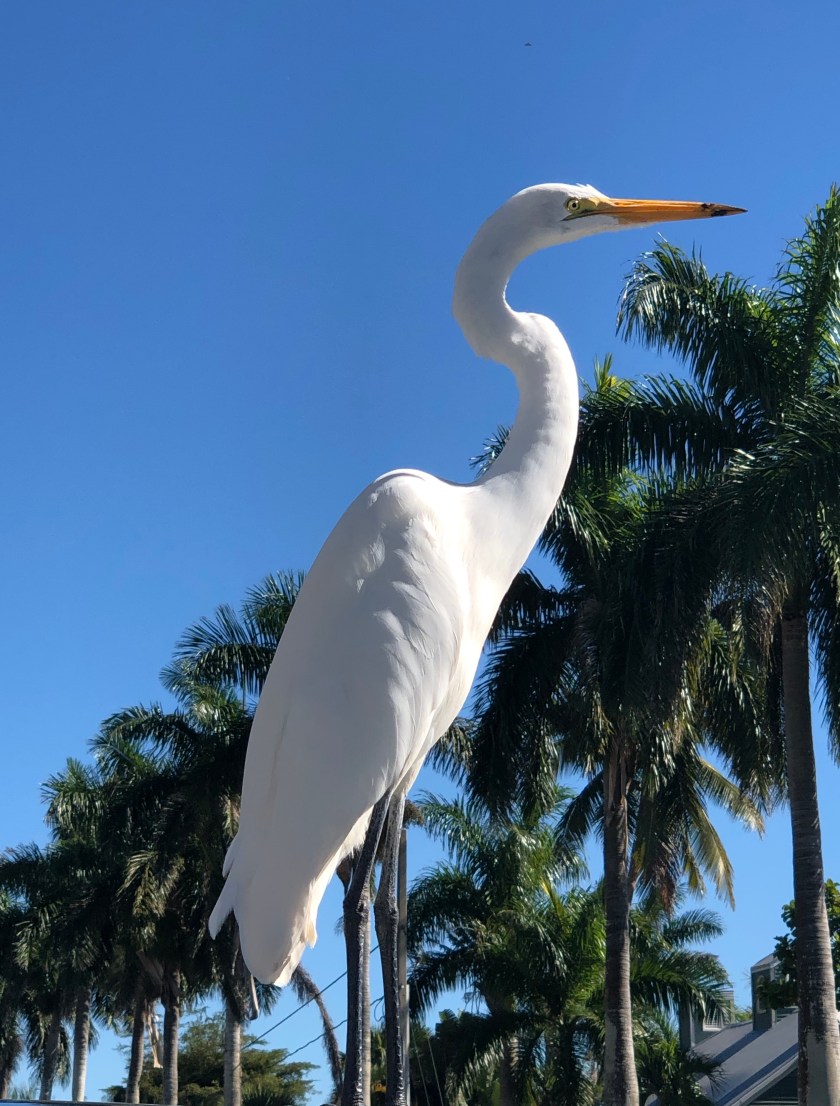 Ibis standing on car, Naples
