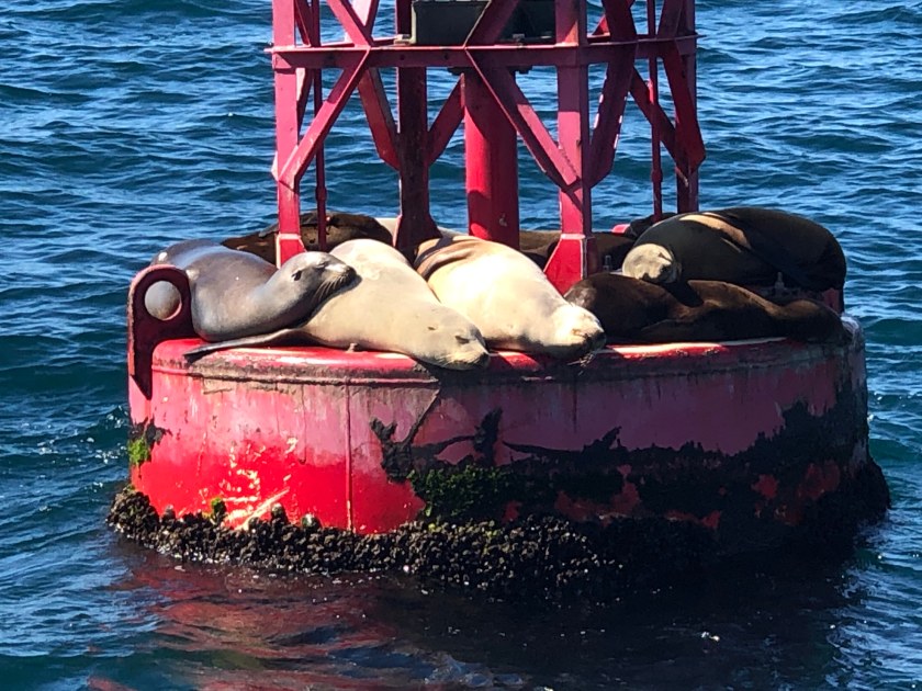 Harbor Seals at rest on Red Buoy 3, Dana Point, CA