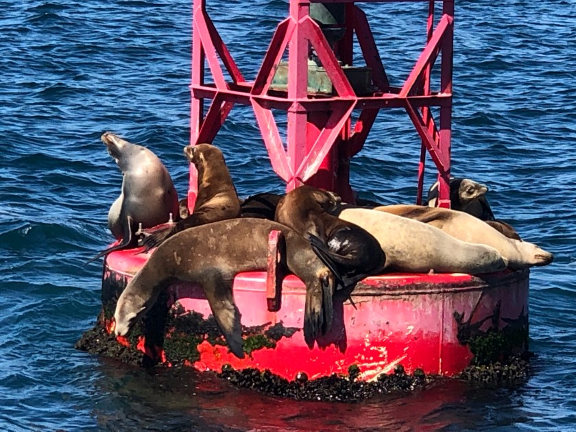 Harbor Seals on Red Buoy, Dana Point, CA