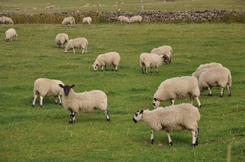 Sheep in England