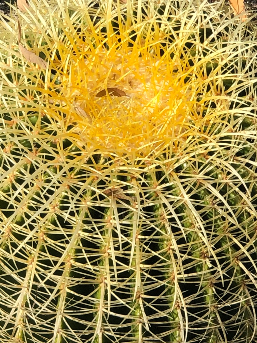 Yellow Cactus