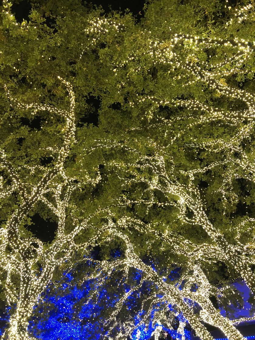 Christmas lights in trees, Johnson City, TX