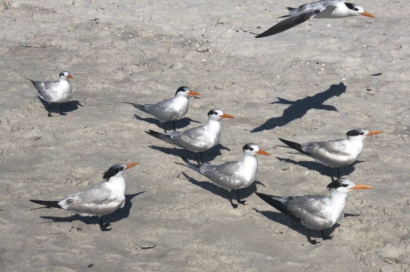 4D19325C-4F2A-4B1F-A9E7-7A54B27120EE_1_201_a