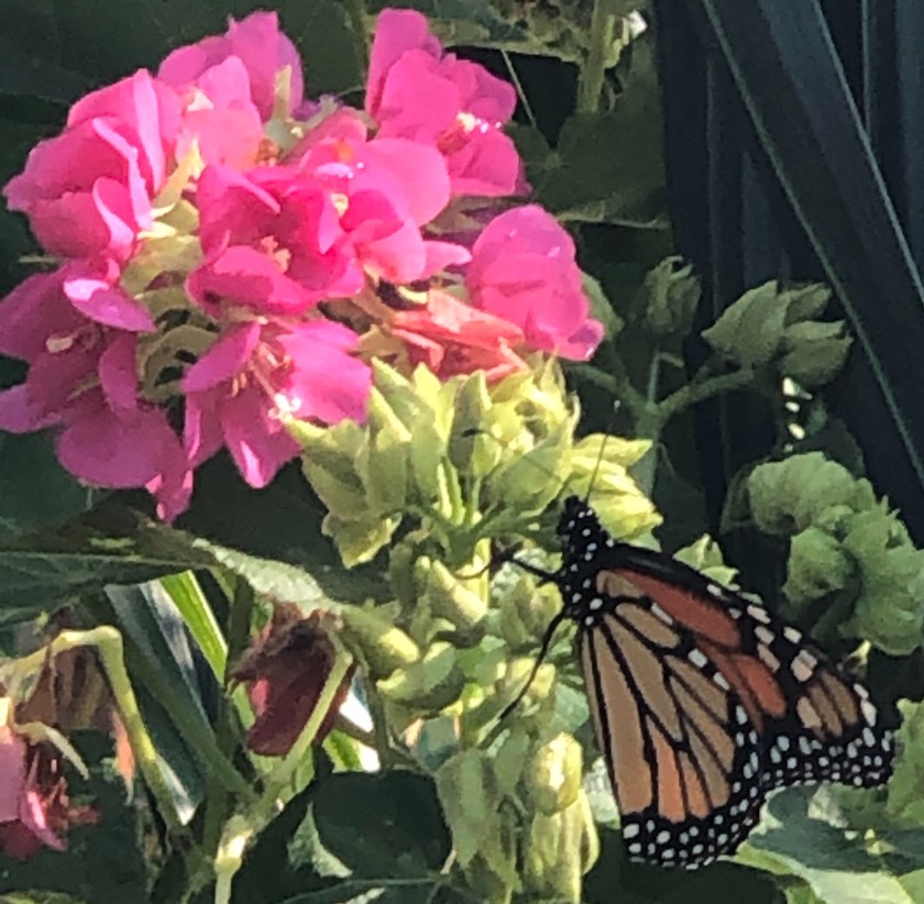 Butterfly on pink flower