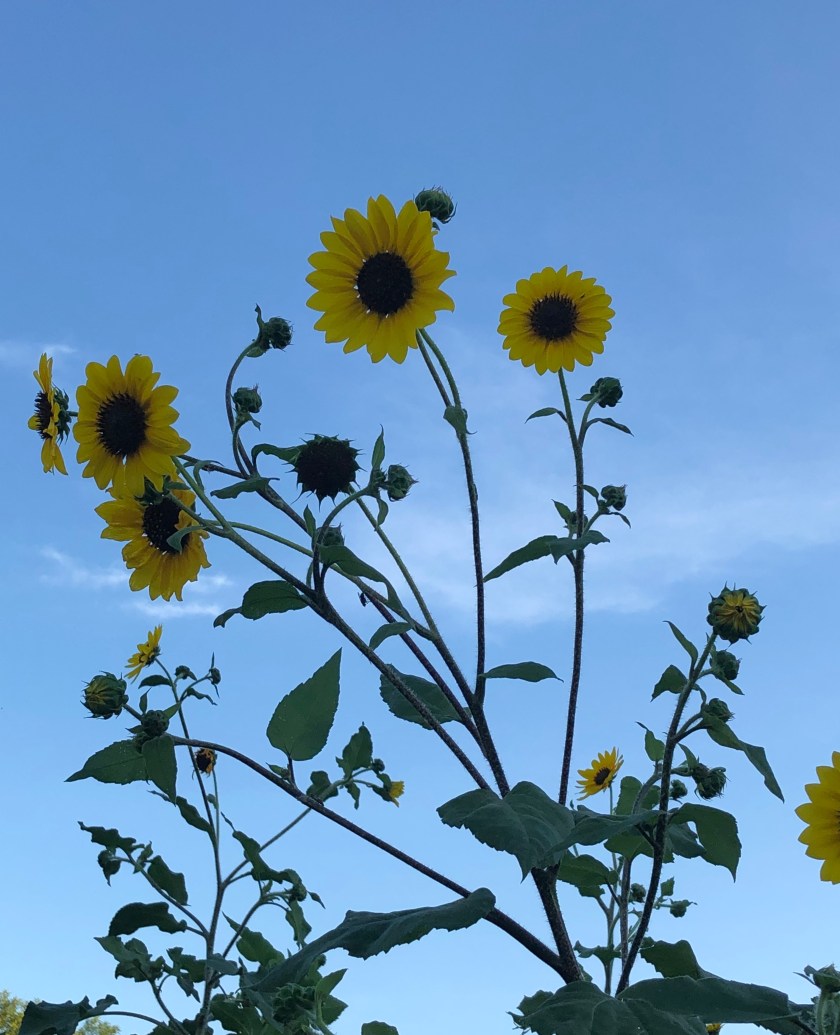 F26FB677-5086-40D8-9247-88767BB6E151_1_201_a