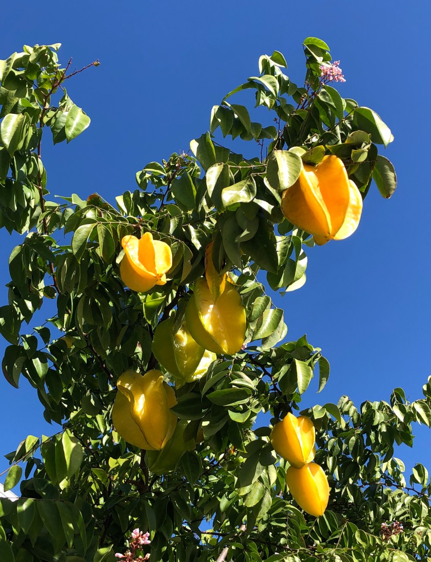 1E0253C6-2CA0-493B-BAC1-B4F1E8AD6061_1_201_a