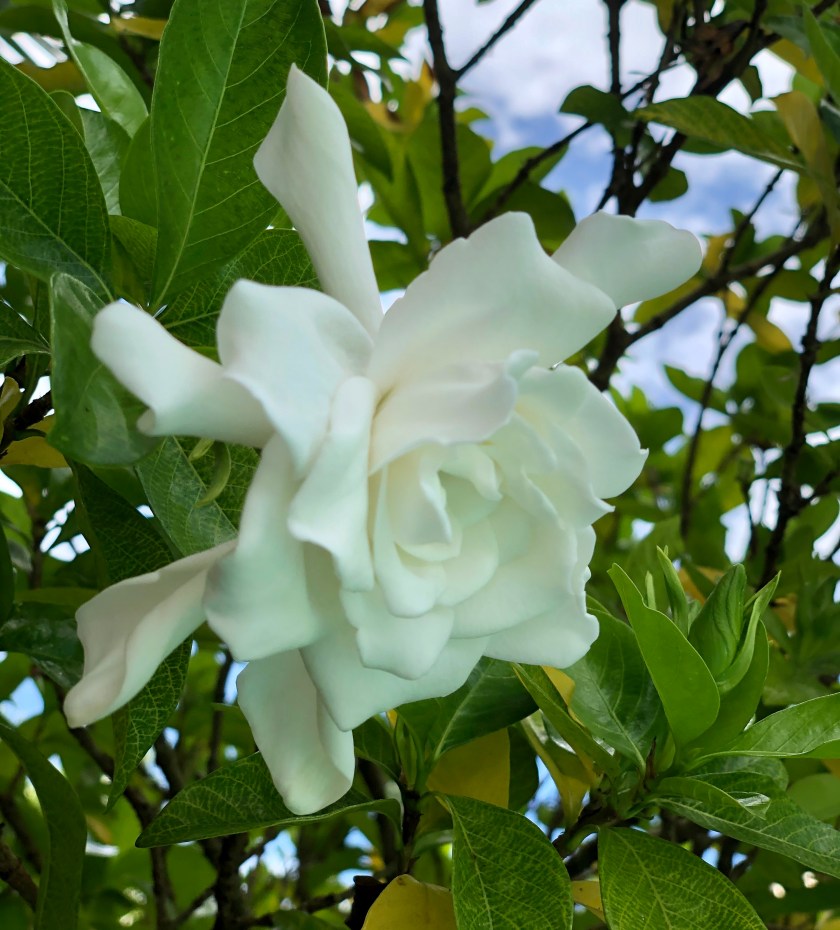 62126B8B-ED99-4102-9DB5-CF8209199434_1_201_a