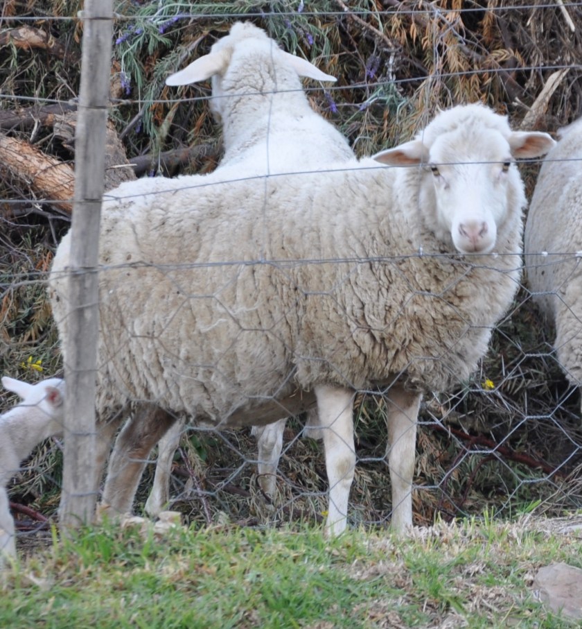 Sheep looking through fence, South Africa