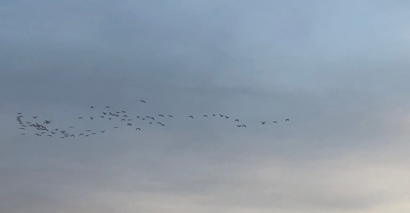 Flock of birds flying