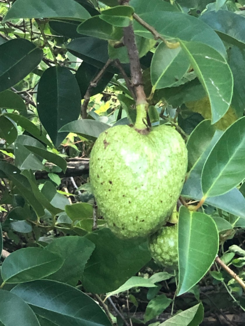 Heart-shaped fruit, Naples