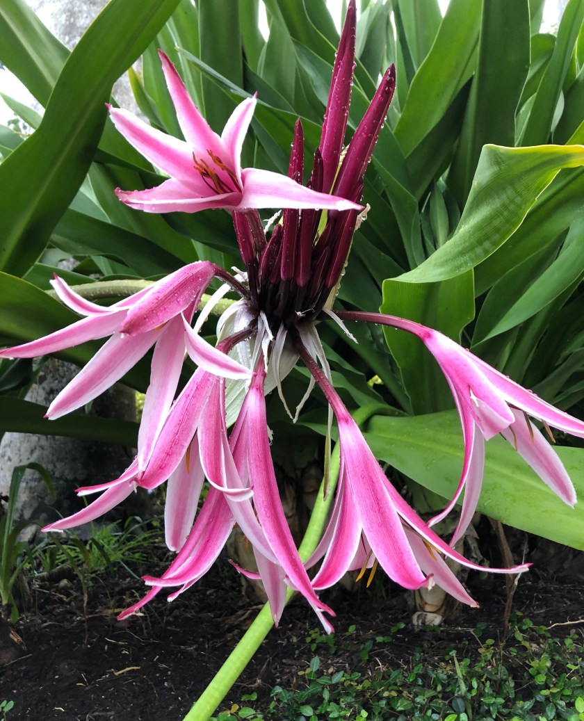 4C9E6AF2-EB26-4773-A49D-F09EF8557E20_1_201_a