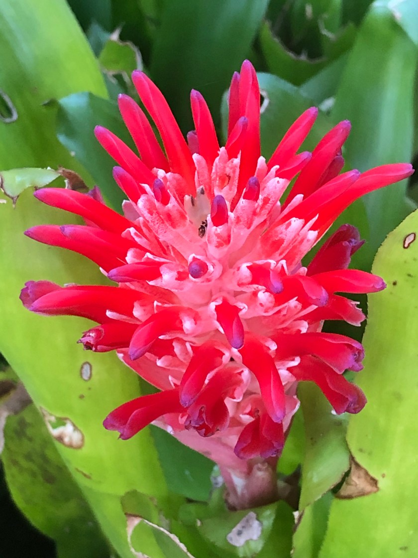 Bright bromilead bloom