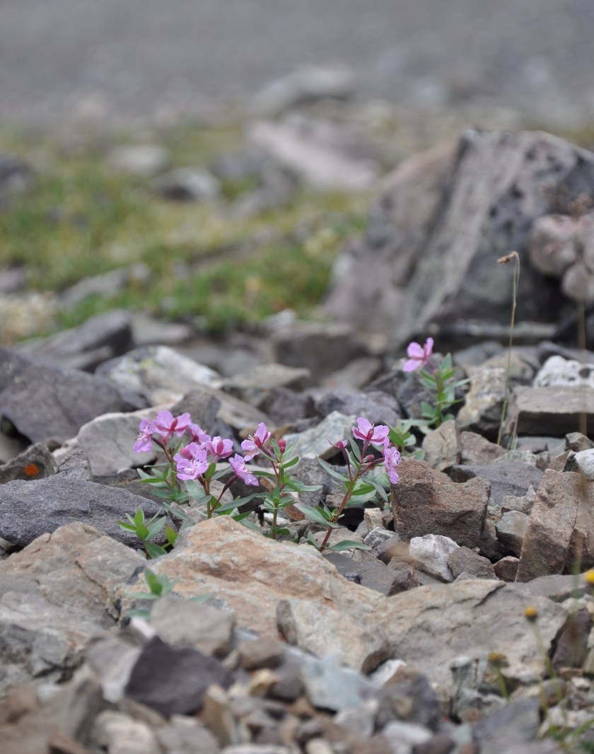 C139E03A-05B8-43D9-87C9-444DA7ACD20D_1_201_a