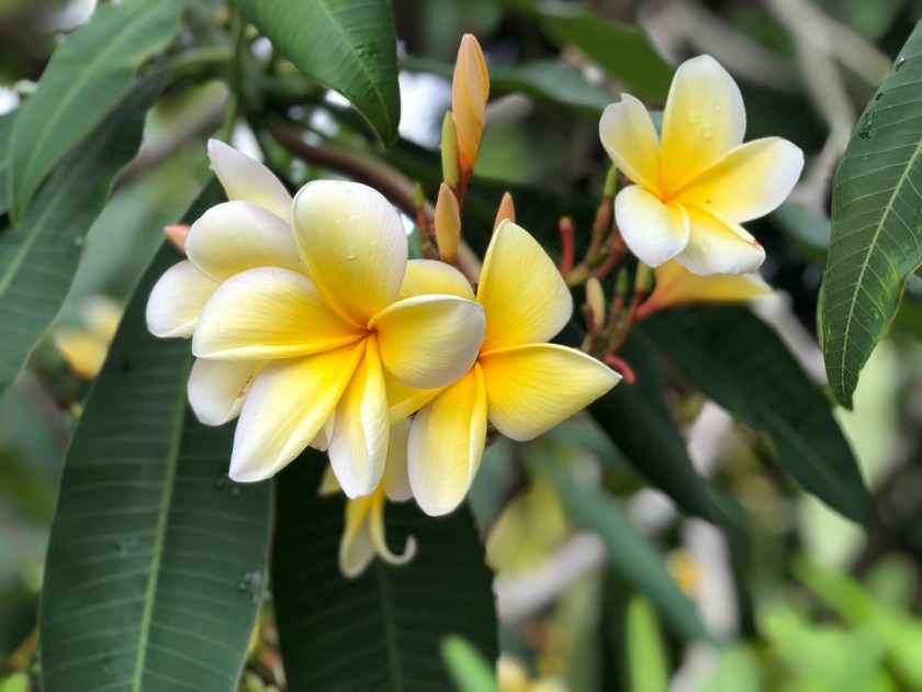 D59F5952-6036-4E4A-BE8C-A62135DA3E0E_1_201_a