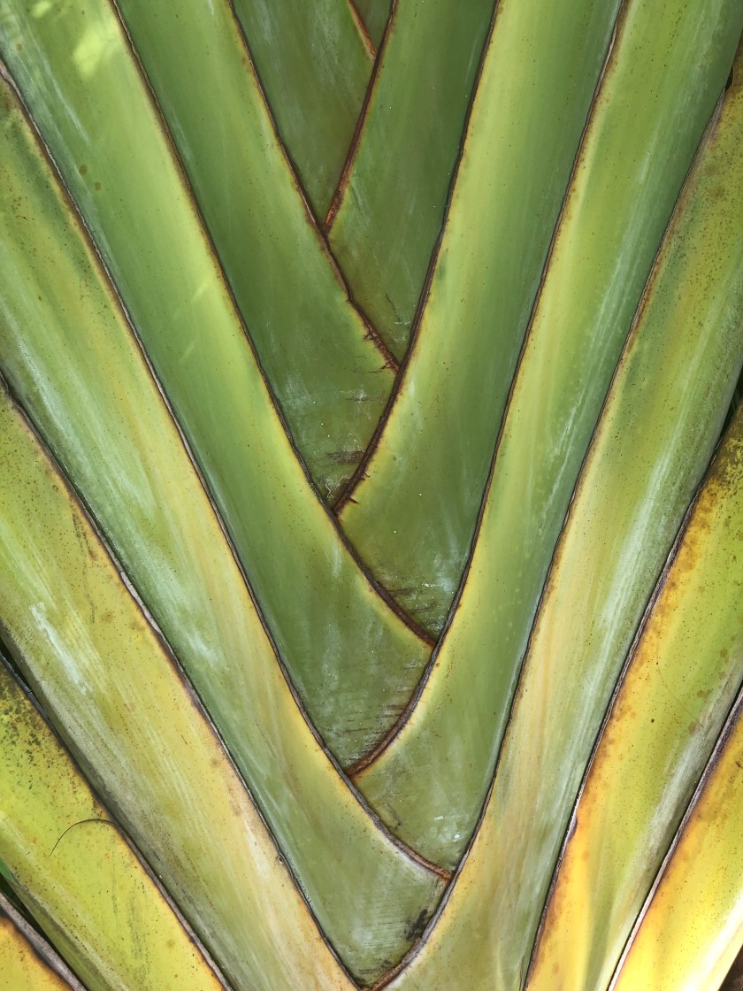 Ginger plant herringbone leaves up close